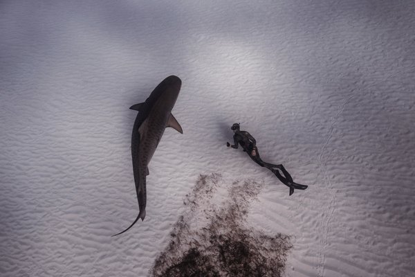 Quels sont les meilleurs spots pour une plongée avec les requins en Afrique du Sud?